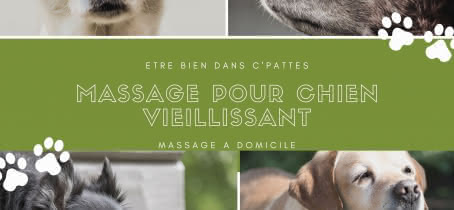 le massage pour chien adulte - chien sportif